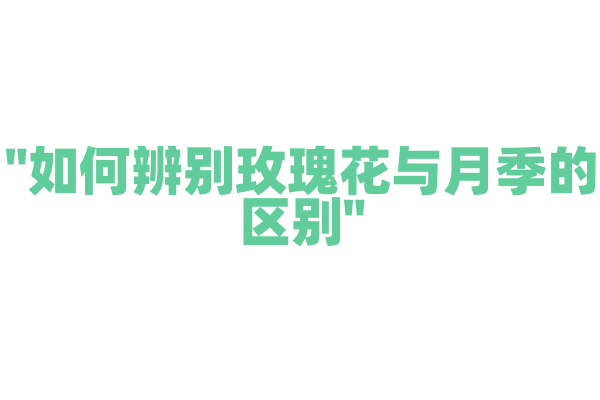 "如何辨别玫瑰花与月季的区别"